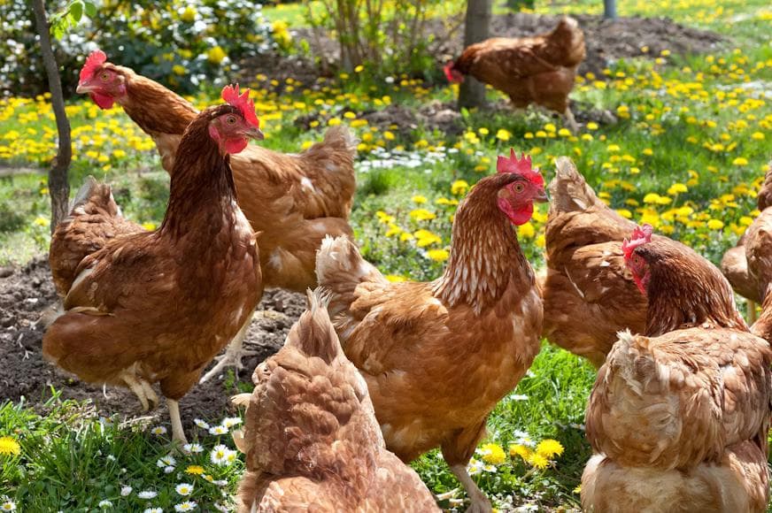 Implementasi ACCURATE Online di perusahaan Agri Bisnis - Ternak Telur Ayam